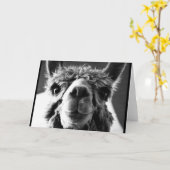 Alpaca Kaart (Gele Bloem)