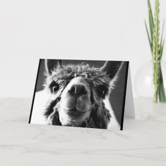 Alpaca Kaart