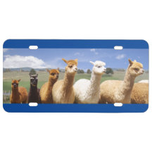 Alpaca Licence Bord