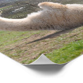 Alpaca llama amusant exercice poster de motivation (Coin)
