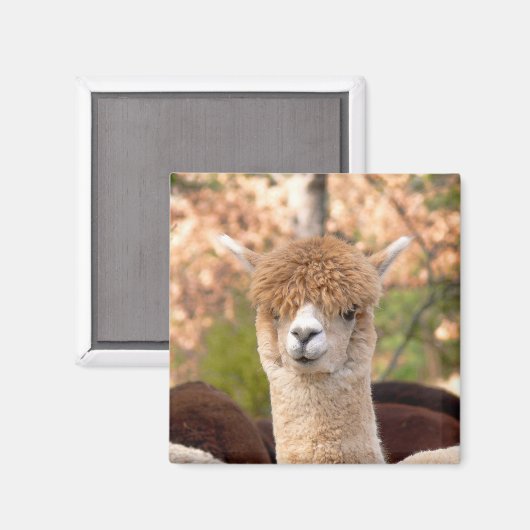 Alpaca Magnet Belle (Recto/Verso)
