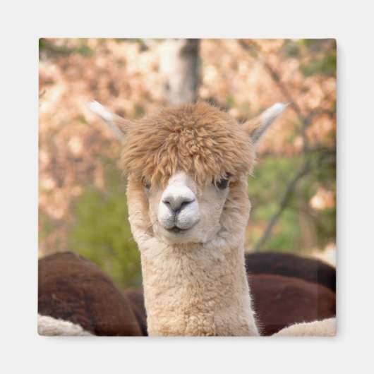 Alpaca Magnet Belle Magneet (Voorkant)