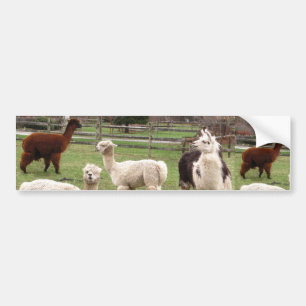 Alpaca Melange ~ Bumpersticker