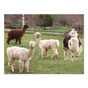 Alpaca Melange ~ Foto Afdruk