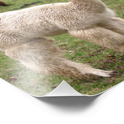 Alpaca Melange ~ Photo (Coin)