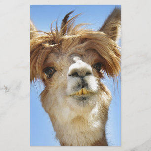 Alpaca met Crazy Hair Briefpapier