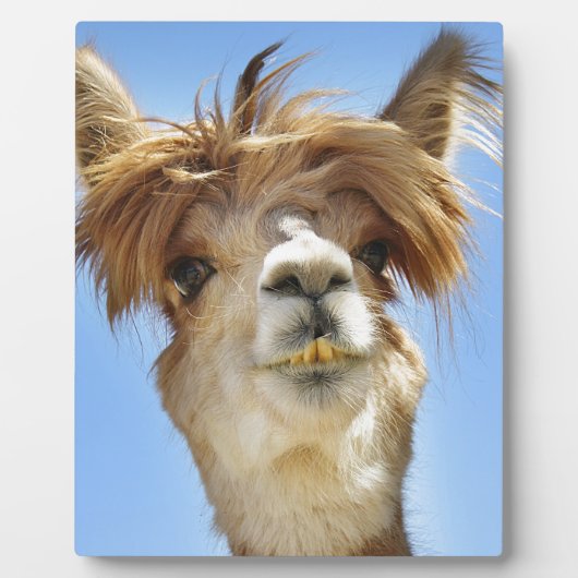 Alpaca met Crazy Hair Fotoplaat (Voorkant)