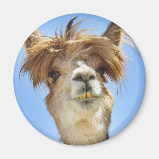 Alpaca met Crazy Hair Magneet (Voorkant)