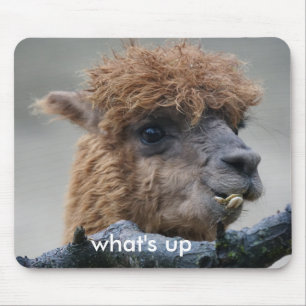 Alpaca Muismat