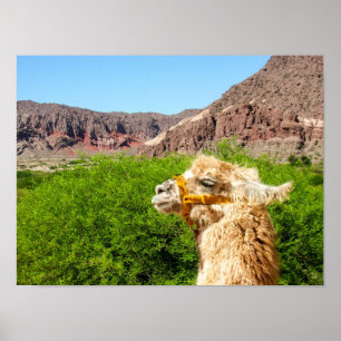 Alpaca Near Salta, Argentinië Poster