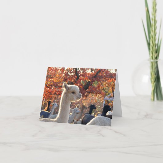 Alpaca Notitiekaarten Elisabetta (Voorkant)