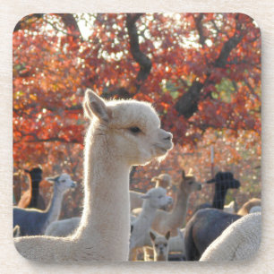 Alpaca-Onderzetters Drankjes Onderzetter