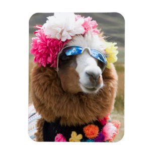 Alpaca, Pachacoto, Cordillera Blanca, Ancash Magneet