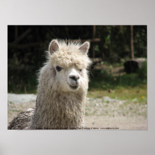 Alpaca, Parque Llaviucu, Ecuador Poster