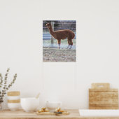 Alpaca Photo Poster (Keuken)