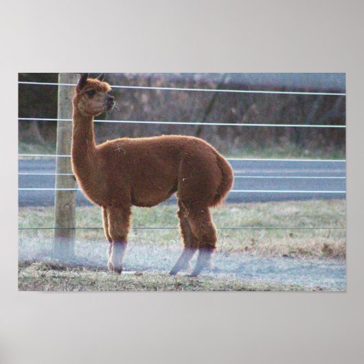 Alpaca Photo Poster (Voorkant)
