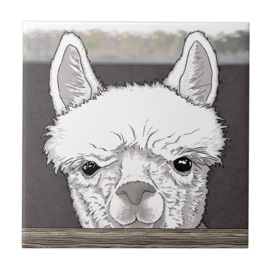 Alpaca Portrait Tegeltje (Voorkant)