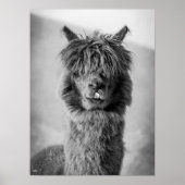 Alpaca portret zwart en wit poster (Voorkant)
