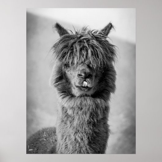 Alpaca portret zwart en wit poster (Voorkant)