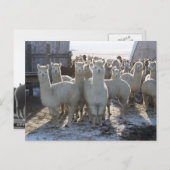 Alpaca Post Card Briefkaart (Voorkant / Achterkant)
