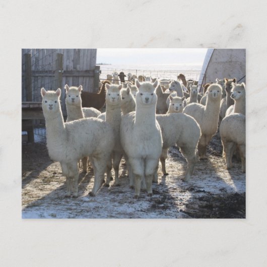 Alpaca Post Card Briefkaart (Voorkant)
