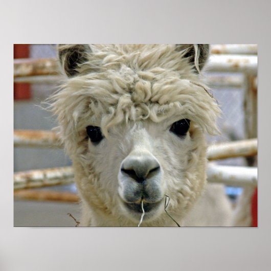 Alpaca Poster (Voorkant)