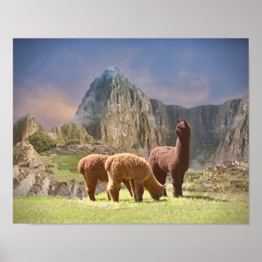 Alpaca Poster (Voorkant)