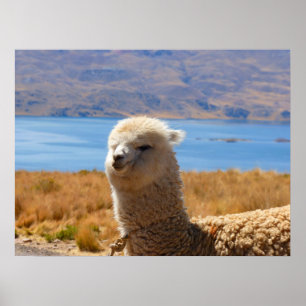 Alpaca poster