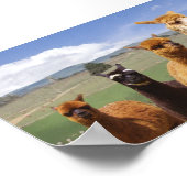 Alpaca Poster Line Up (Coin)