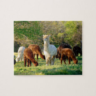 Alpaca Puzzle met Gift Box Legpuzzel