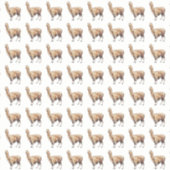 alpaca sticker (Voorkant)