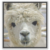 Alpaca Sticker (Voorkant)