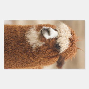 Alpaca-stickers Rechthoekige Sticker