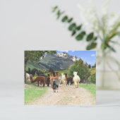 Alpaca Trail Briefkaart (Staand voorkant)