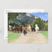 Alpaca Trail Briefkaart (Voorkant / Achterkant)