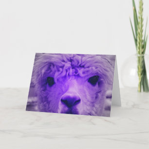 Alpaca van een andere kleur kaart
