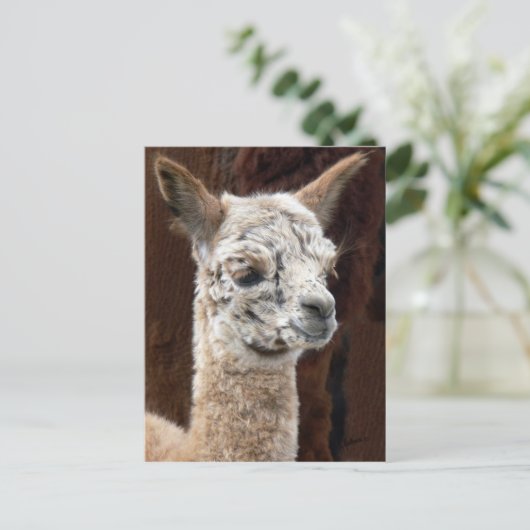 Alpaca van Vele Briefkaarten van Kleuren (Staand voorkant)