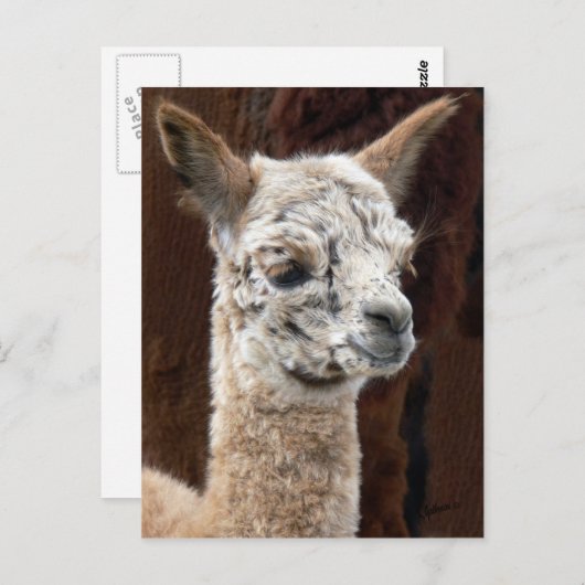 Alpaca van Vele Briefkaarten van Kleuren (Voorkant / Achterkant)