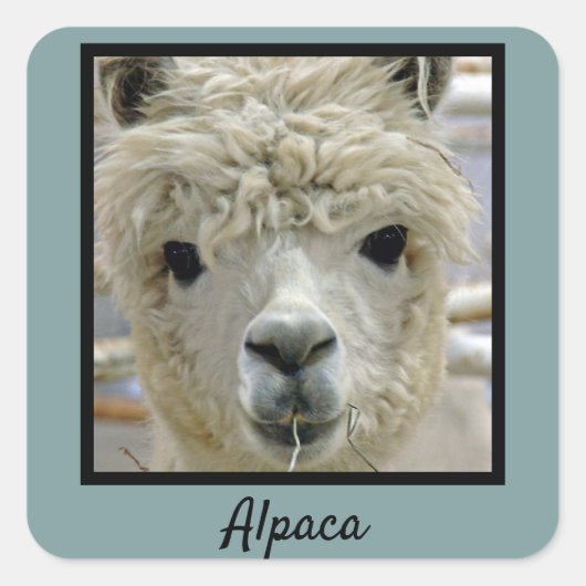 Alpaca Vierkante Sticker (Voorkant)