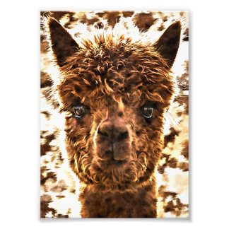 Alpaca Volle Gezichten Foto Afdruk
