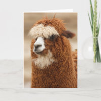 Alpaca-wenskaart