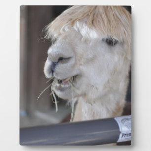 Alpaca, wit fotoplaat