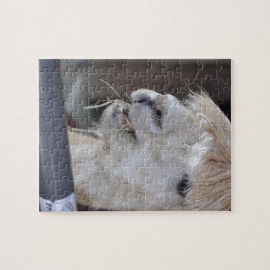 Alpaca, wit legpuzzel (Horizontaal)