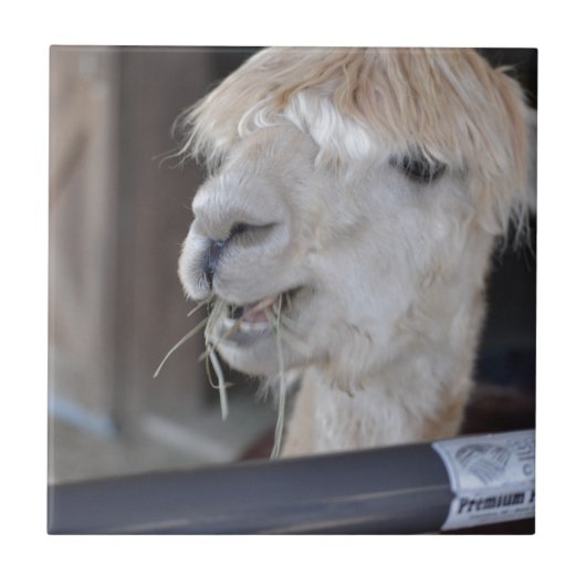 Alpaca, wit tegeltje (Voorkant)