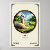 Alpaca Zoology Series Poster (Voorkant)