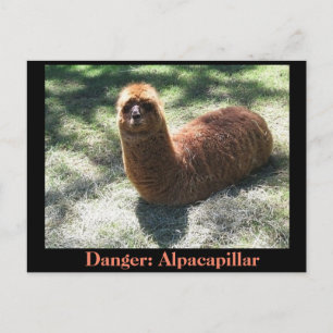 Alpacapillair Briefkaart