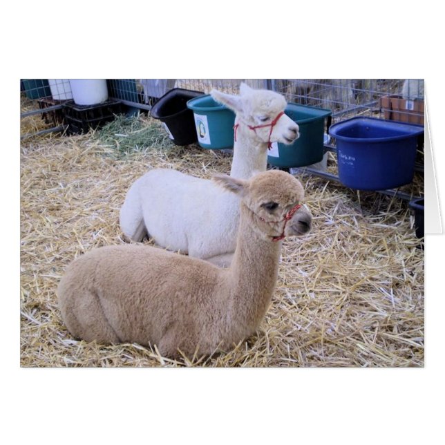 alpacas (Devant horizontal)