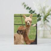 Alpacas Briefkaart (Staand voorkant)