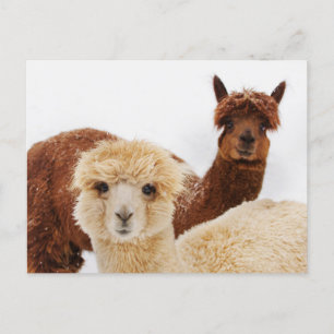 Alpaca's in de sneeuw Foto Briefkaart
