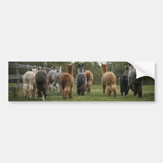 Alpacas in Motion Bumpersticker (Voorkant)